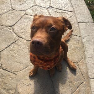 Meet your Posher, Abby